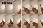 고양이 반려동물.jpg